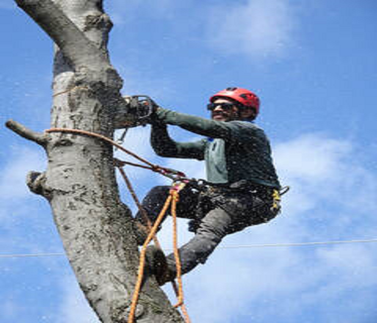 Tree Service of Charlottesville Image